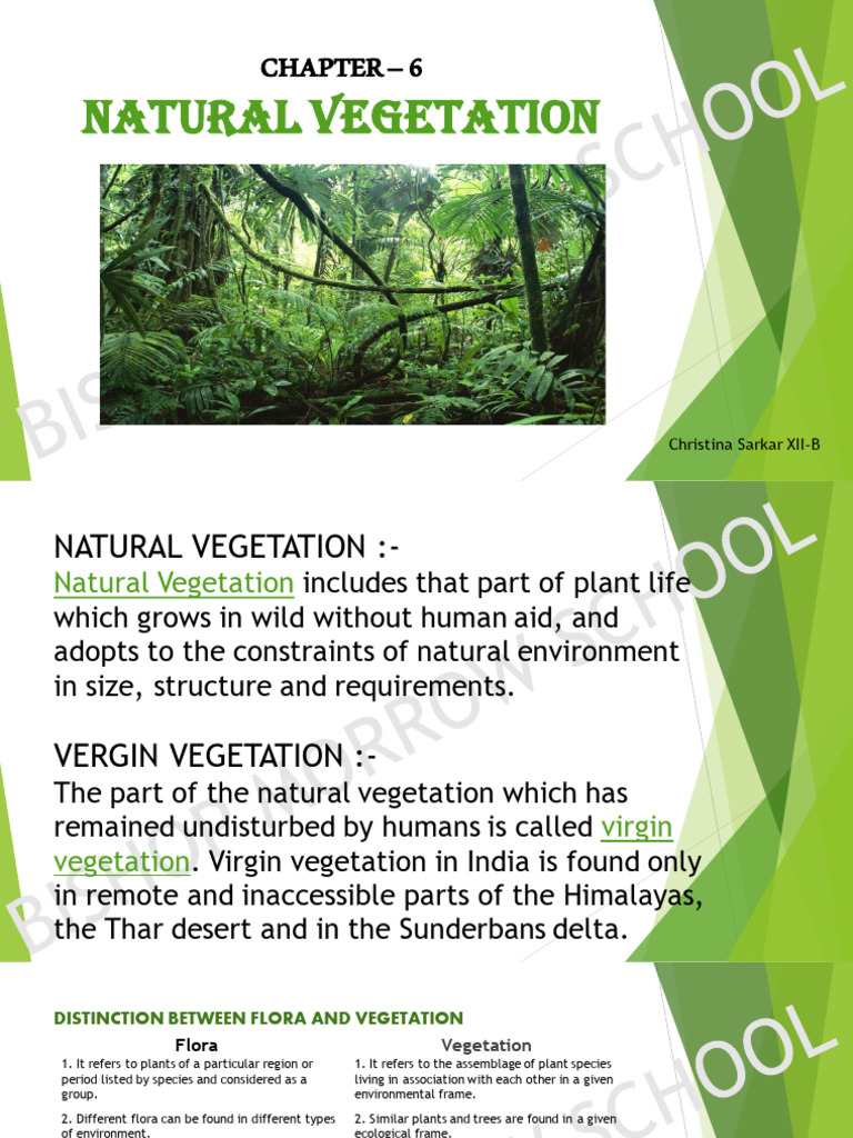 6 Natural Vegetation | PDF | Forests | Vegetation