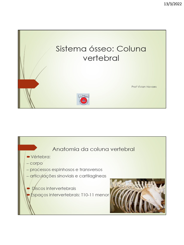 Anatomia e Doenças da Coluna Vertebral | PDF | Coluna vertebral | Vértebra