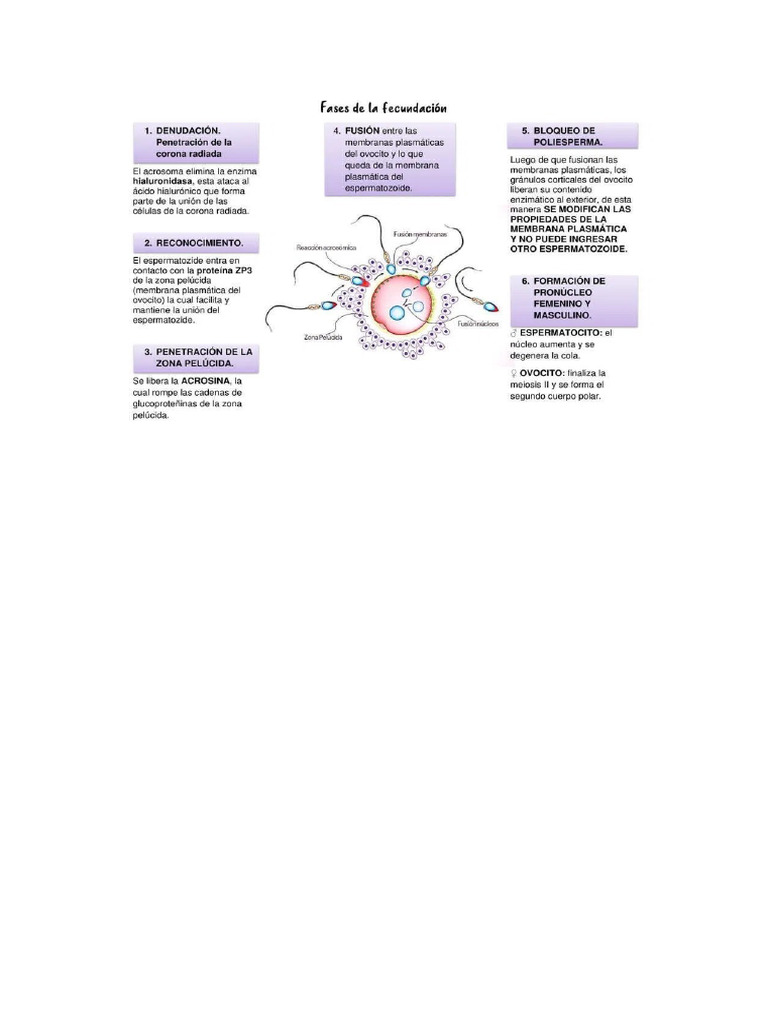 Embrio | PDF