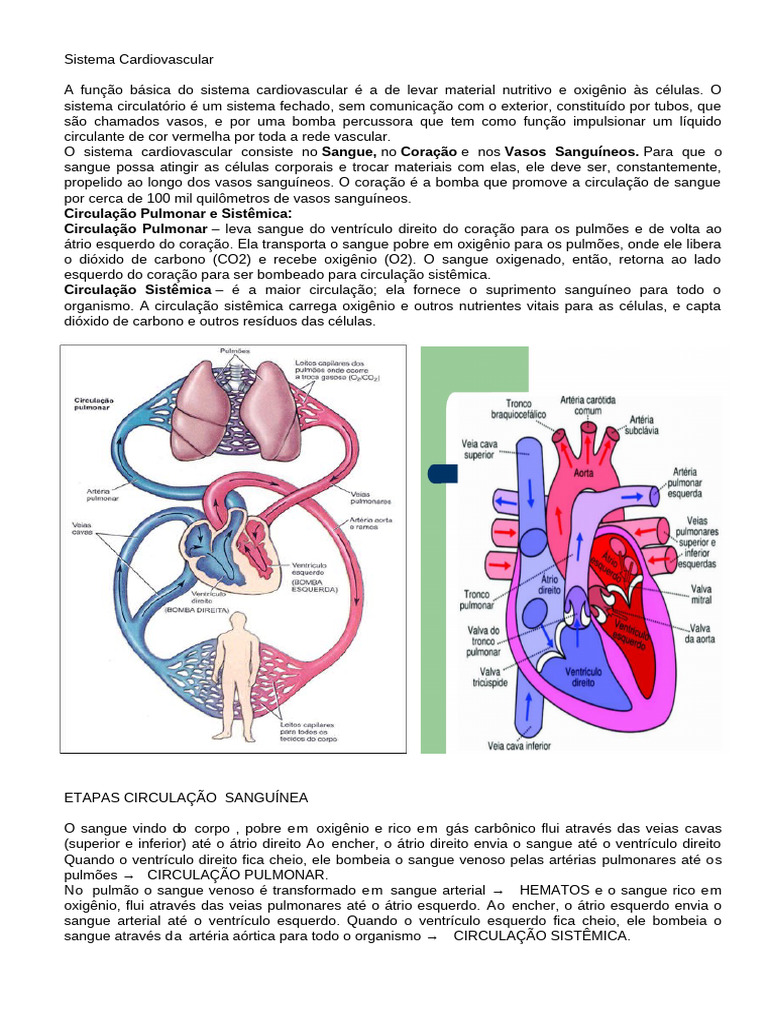 Função e Circulação do Sistema Cardiovascular | PDF