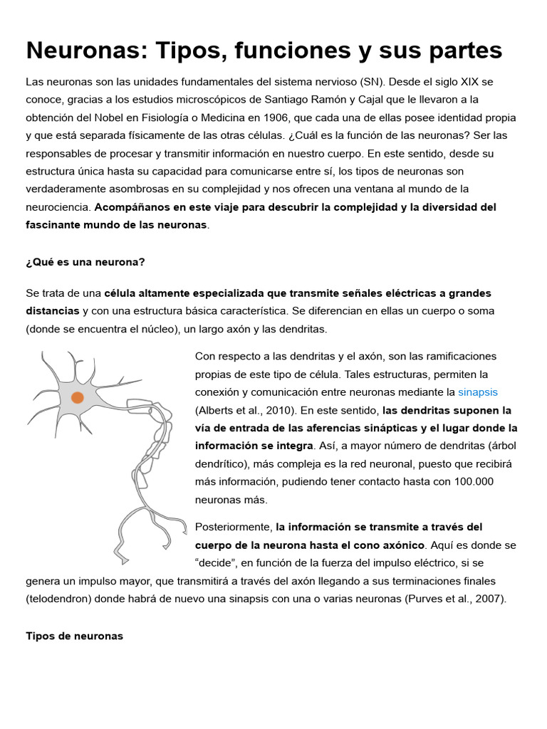 Tipos y funciones de las neuronas | PDF | Neurona | Sistema nervioso
