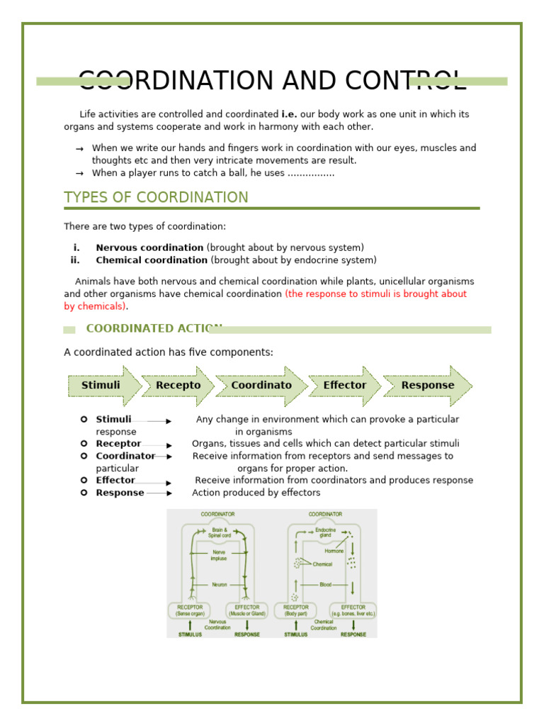 Role of CNS in Coordination Model | PDF | Axon | Myelin