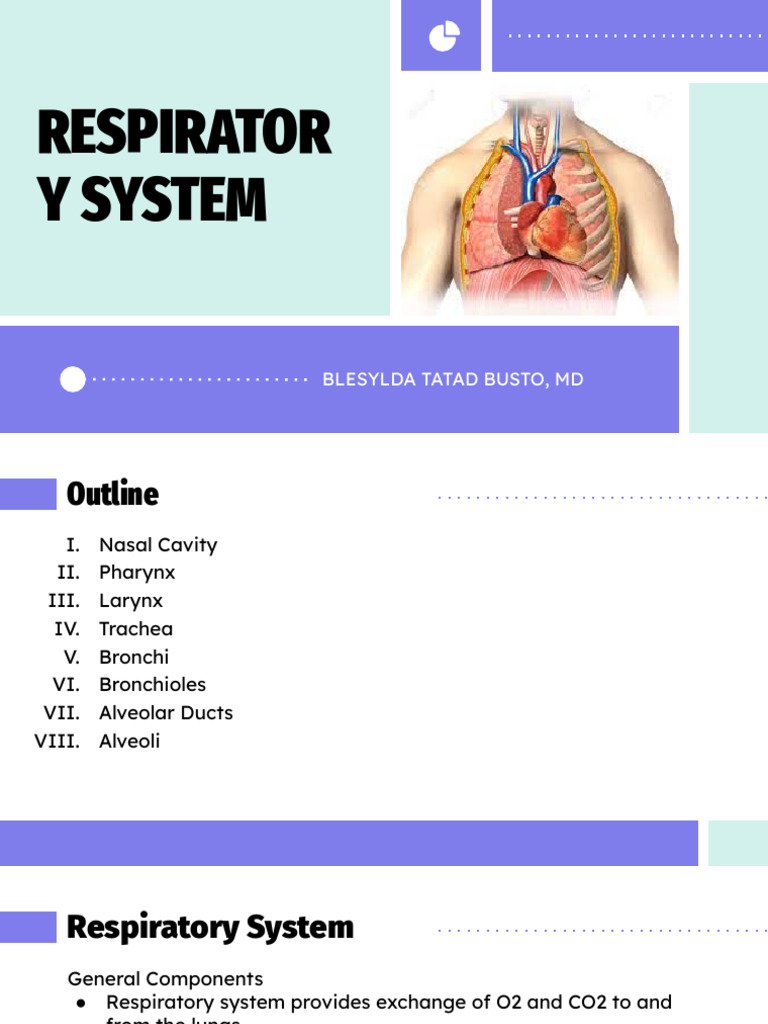Anatomy of the Respiratory System | PDF | Respiratory Tract | Lung