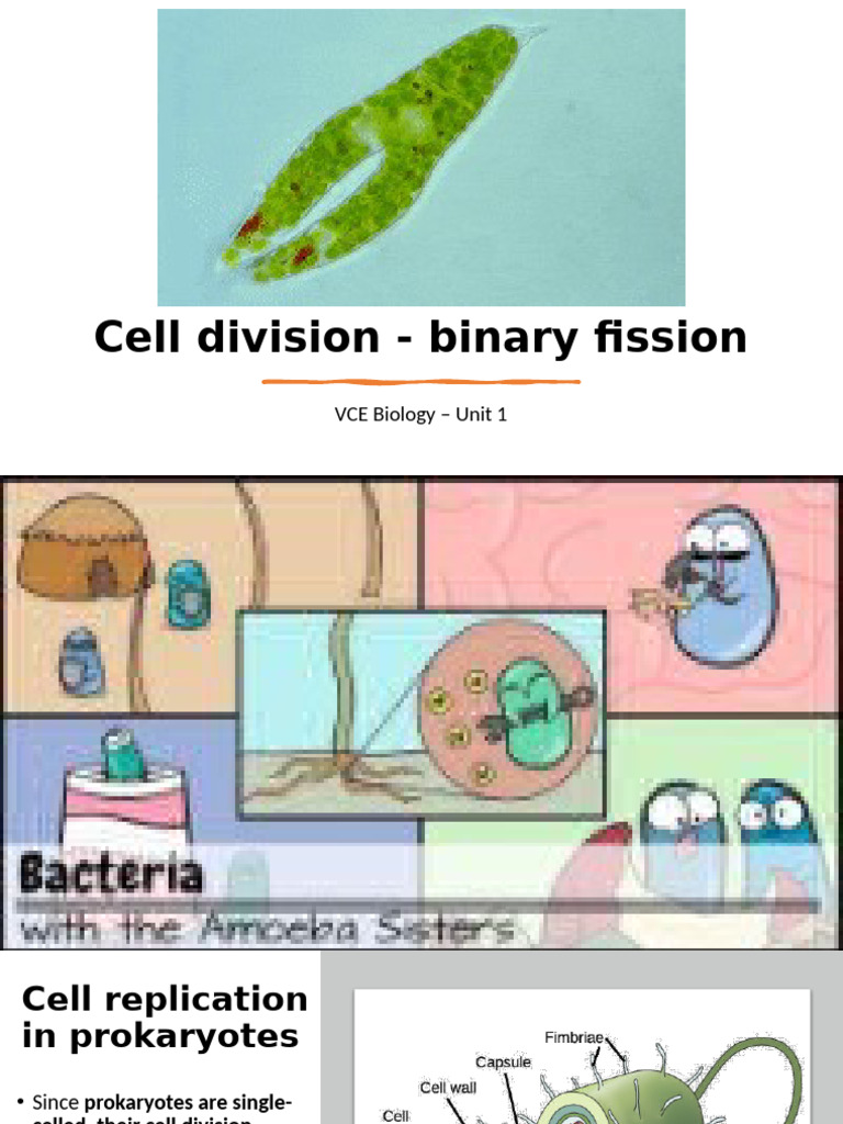 Understanding Binary Fission in Prokaryotes | PDF