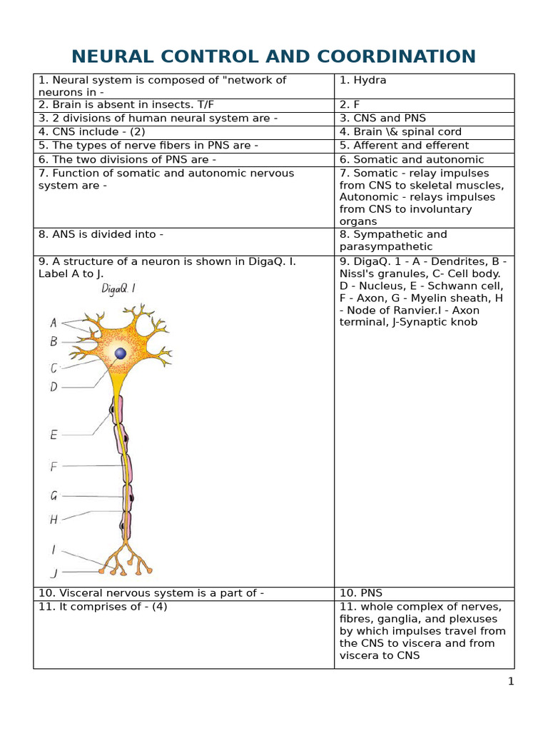 NEURAL CONTROL AND COORDINATION ONE LINERS ENGLISH | PDF | Axon | Neuron