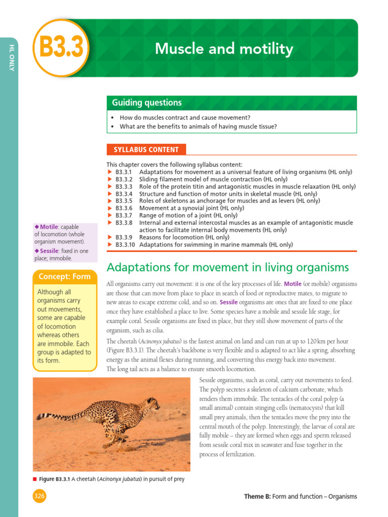 Muscle Contraction and Movement Adaptations | PDF | Muscle Contraction ...