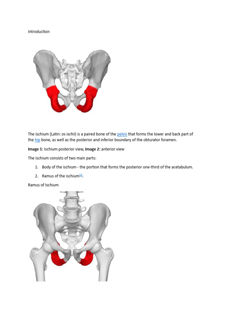 Anatomy of the Ischium and Its Landmarks | PDF | Human Anatomy ...