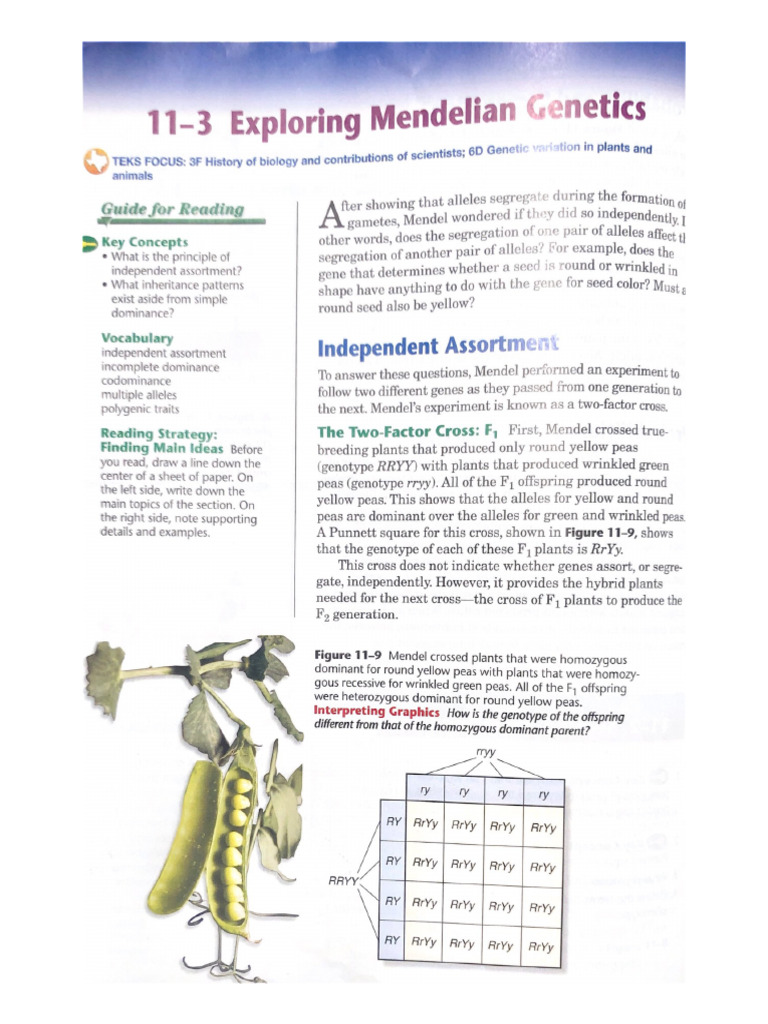 11-3 Exploring Mendelian Genetics | PDF