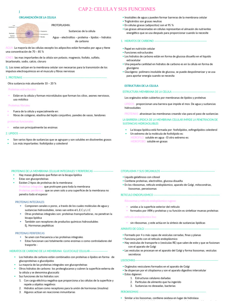 Organización de La Celula Tema 2 | PDF | Citoplasma | Membrana celular