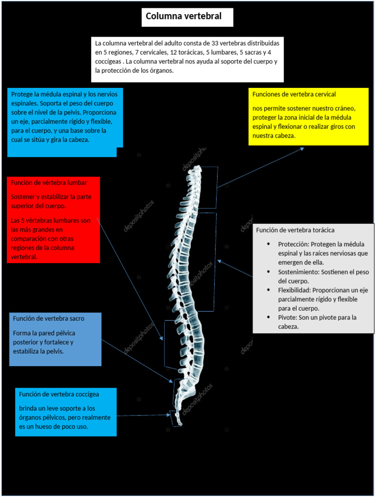 Funciones y Estructura de la Columna Vertebral | PDF | Vértebra | La ...