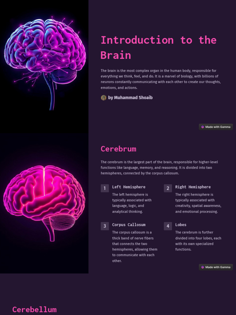 Overview of Brain Functions | PDF | Temporal Lobe | Cerebrum