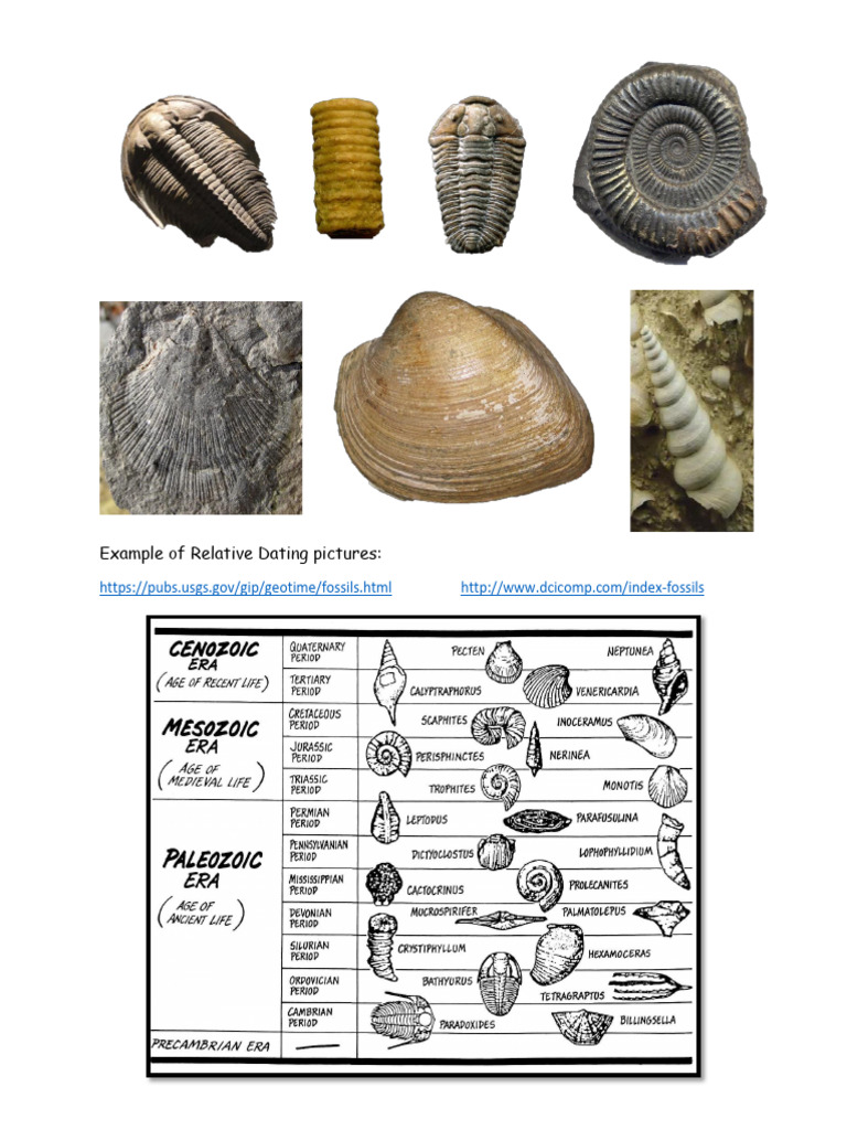 Evidence of Evolution Reflection Sheet | PDF | Homology (Biology ...