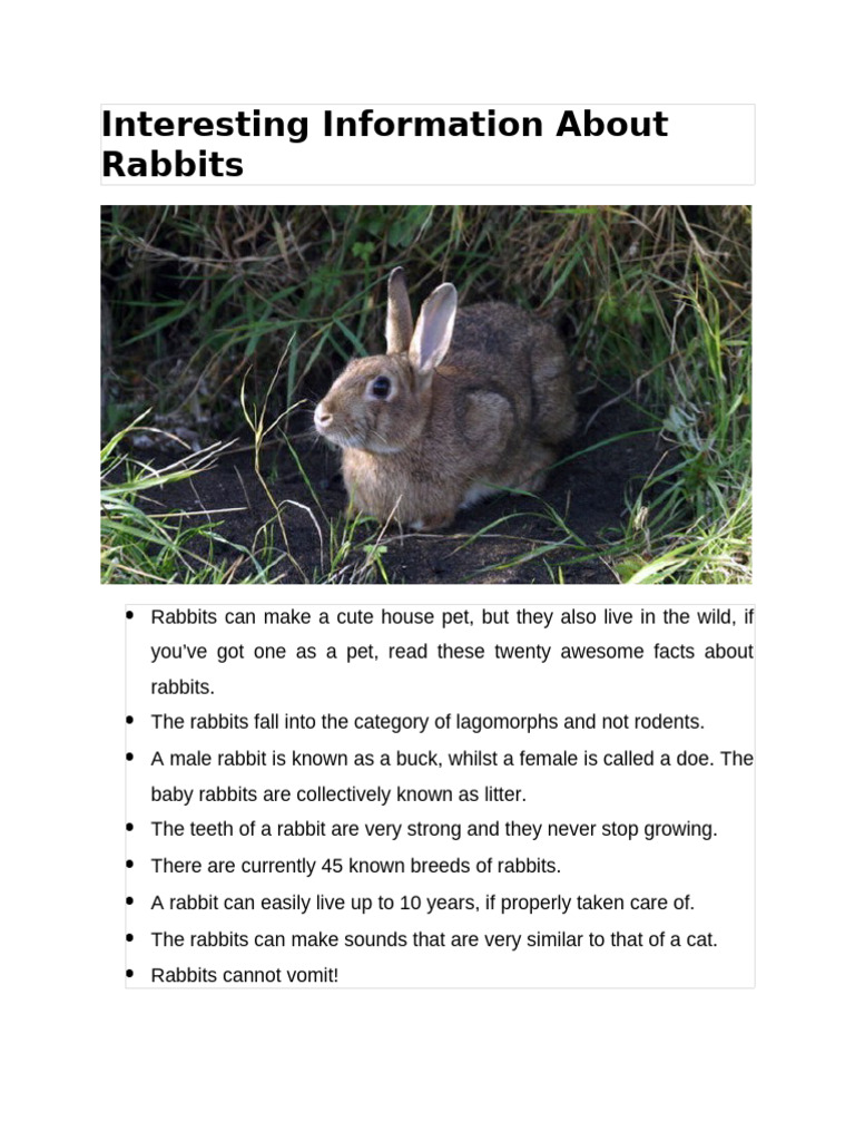 20 Fascinating Facts About Rabbits | PDF