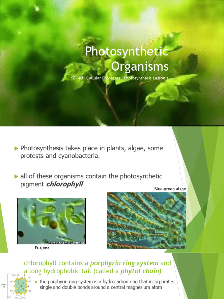 Photosynthetic Organisms | PDF | Photosynthesis | Chloroplast