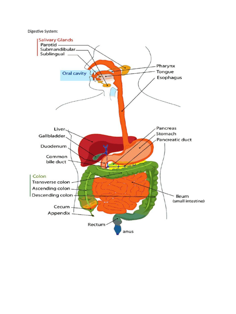 Digestive System | PDF