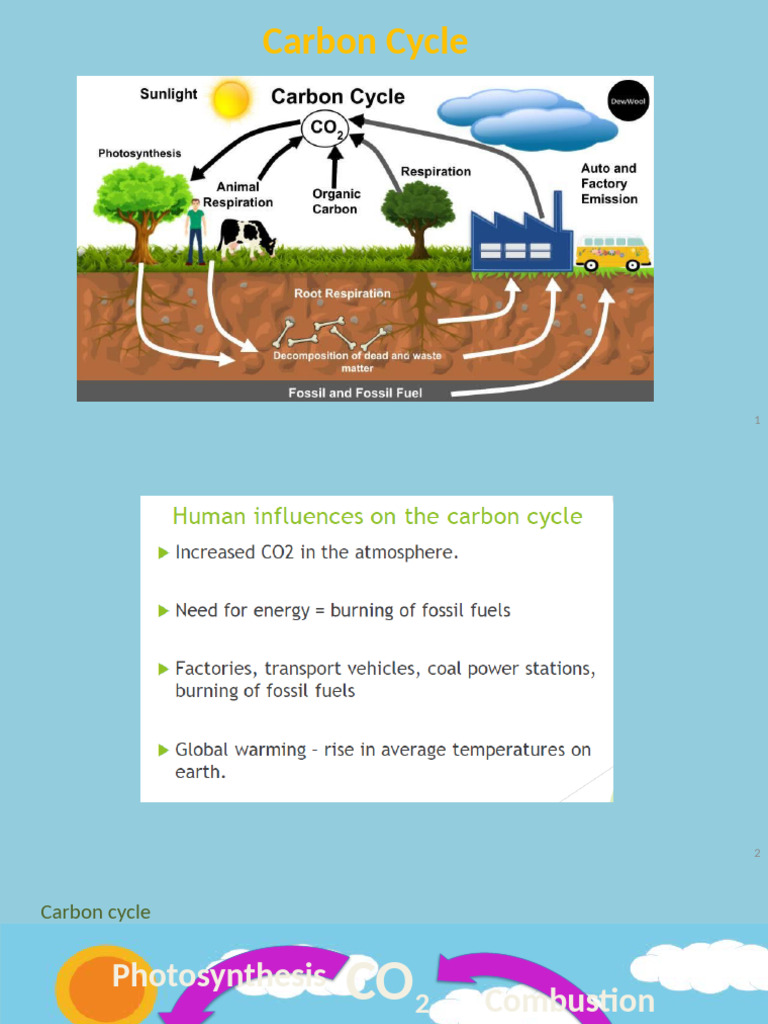 Understanding the Nitrogen Cycle | PDF | Nitrate | Nitrogen