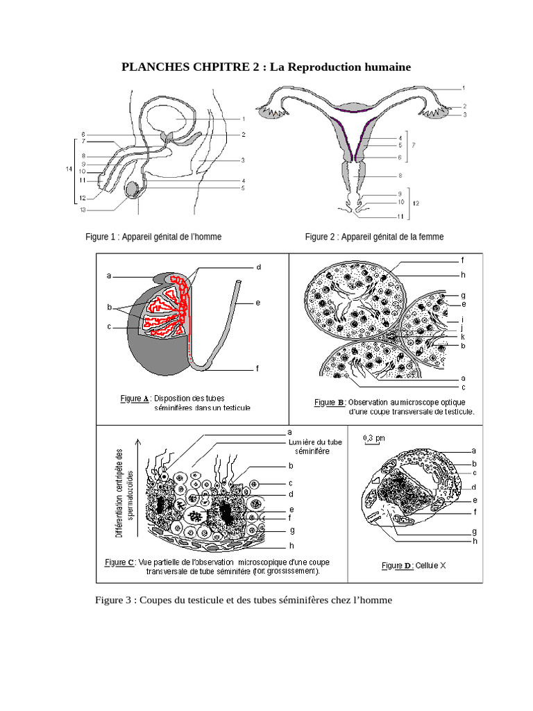 Reproduction humaine : images et schémas | PDF