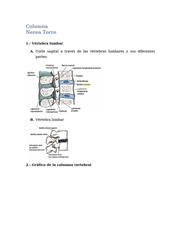 Anatomía de la Columna Vertebral y Articulaciones | PDF | La columna ...