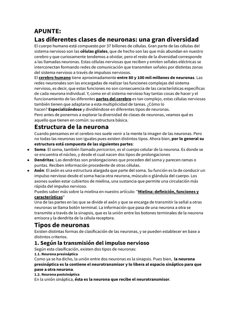 Apunte Las Diferentes Clases de Neuronas | PDF | Sinapsis | Neurona