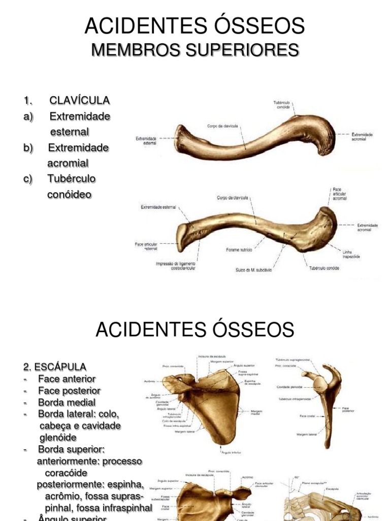 ACIDENTES ÓSSEOS | Sistema Esquelético | Anatomia