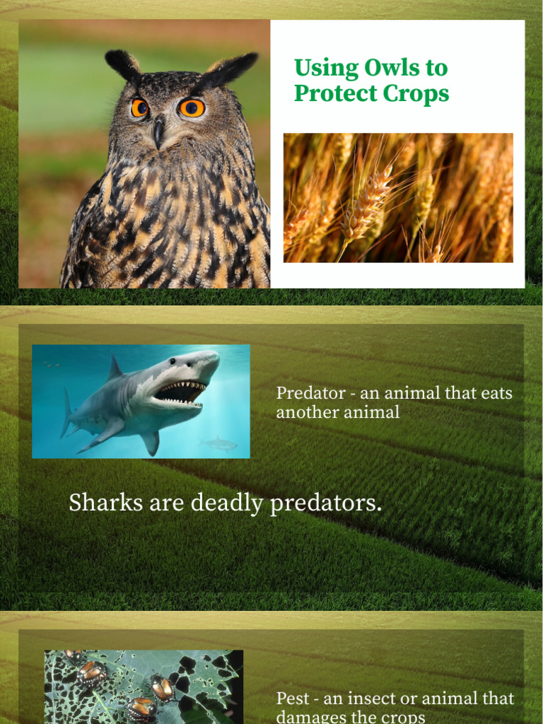 Using Owls to Protect Crops | PDF | Rodent | Pet