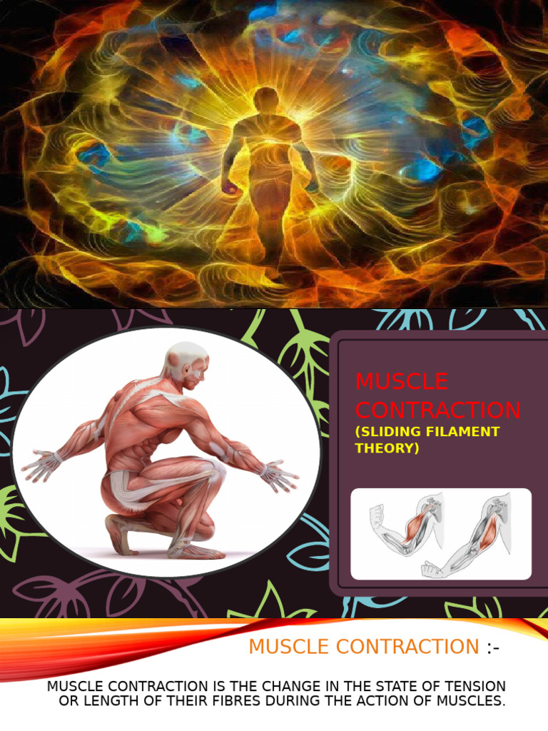 Muscle Contraction | PDF