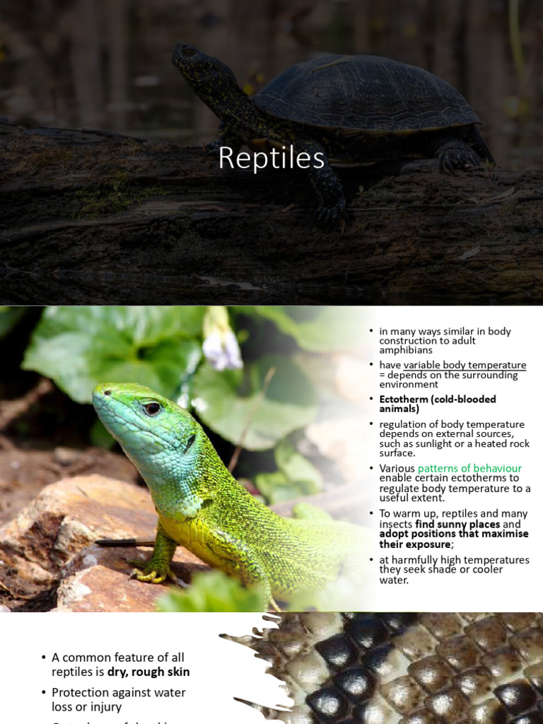 Curated visual reference: Visual Reference: Understanding Reptiles Traits And Types Pdf Lizard