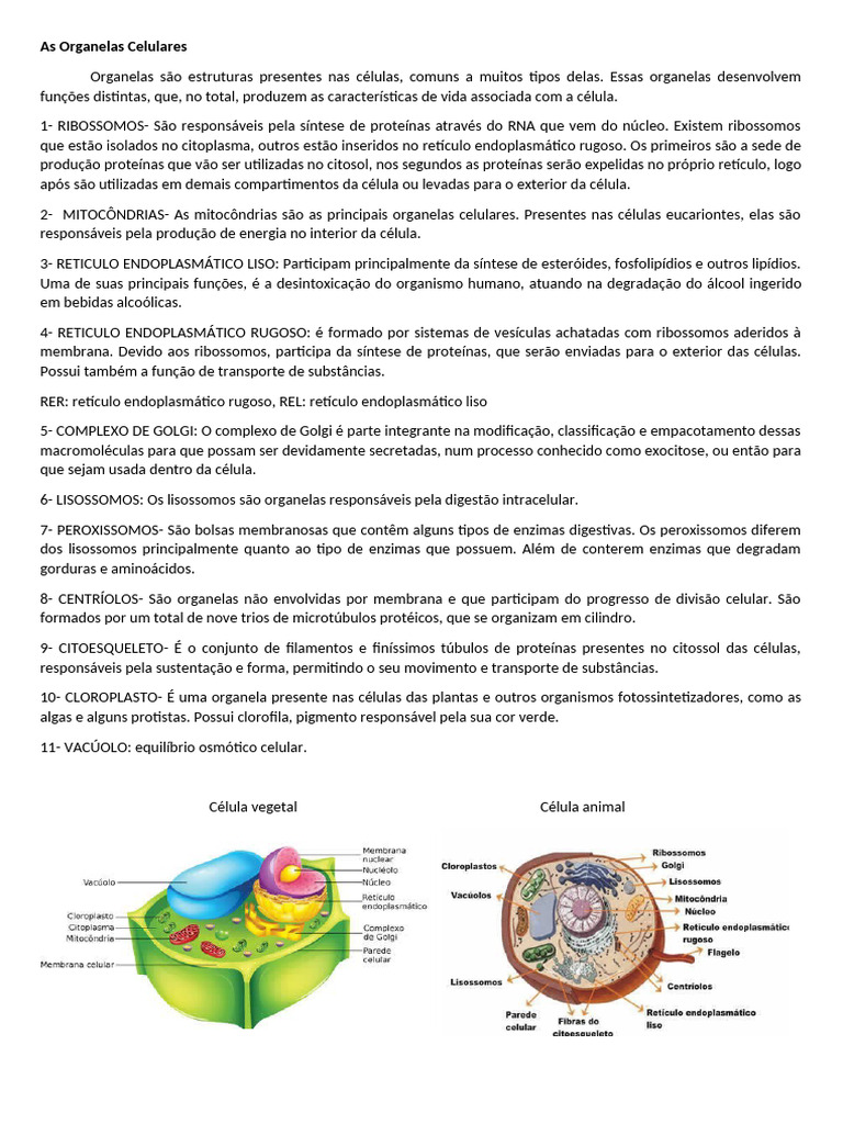 As Organelas Celulares | PDF | Retículo endoplasmático | Célula (Biologia)