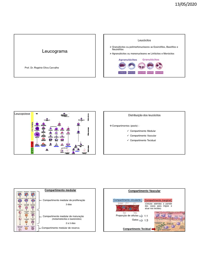 Leucograma: Tipos e Interpretação dos Leucócitos | PDF | Glóbulo branco ...