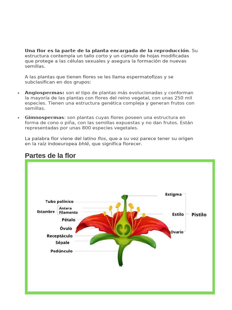 Estructura y funciones de las flores | PDF | Flores | Polinización