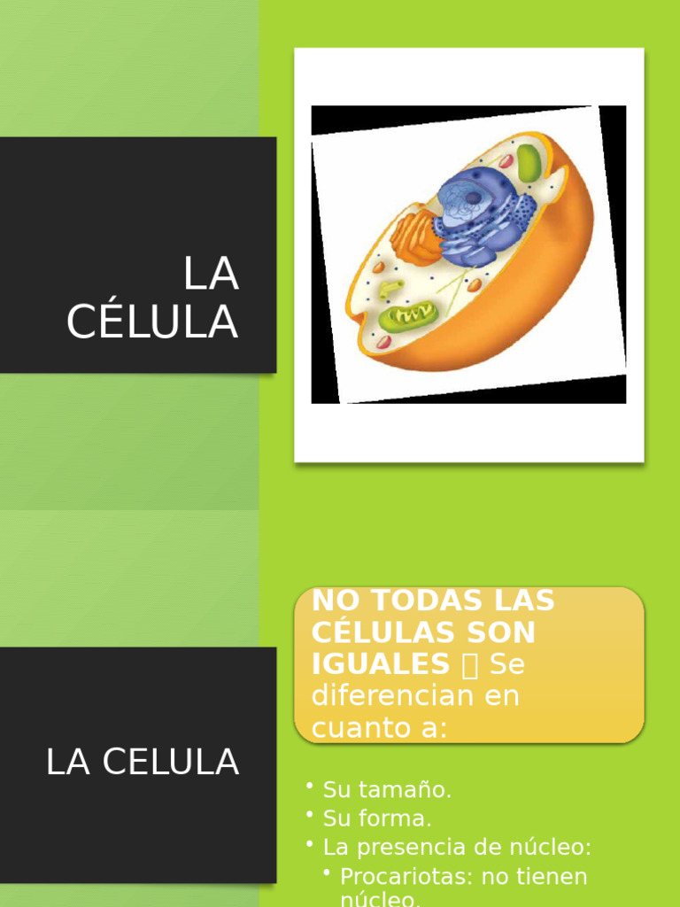 Estructura y funciones de la célula humana | PDF | Citoplasma ...