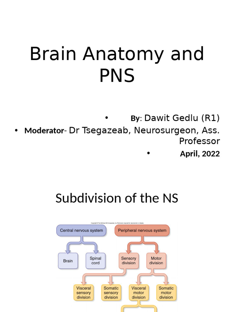 Brain Anatomy and Peripheral Nervous System | PDF | Axon | Neuron