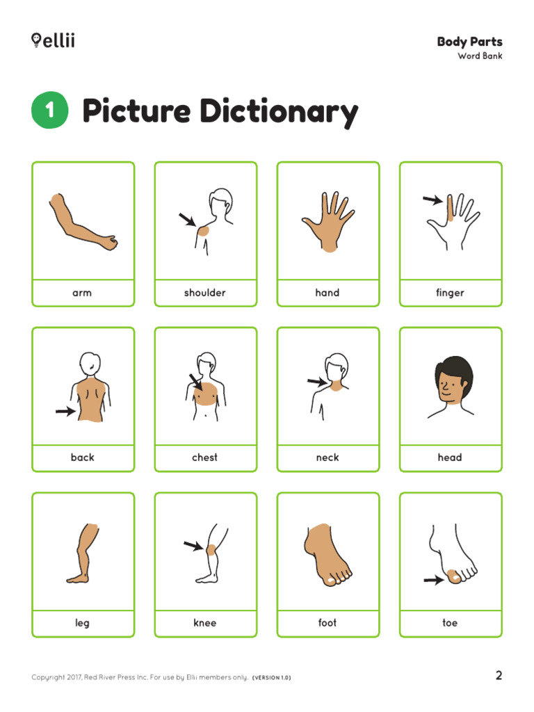 Body Parts | PDF | Limbs (Anatomy)