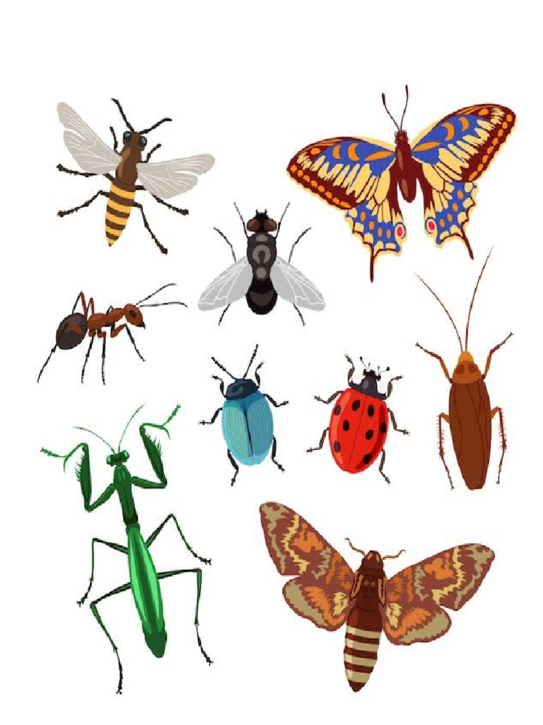 Insecto S | PDF