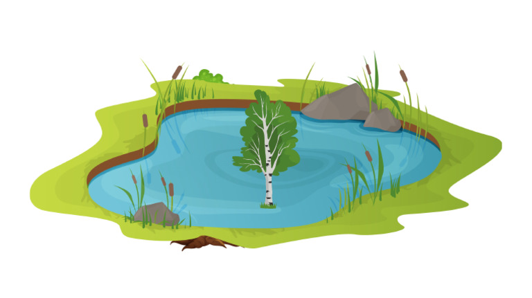 Tree Ona Pond | PDF