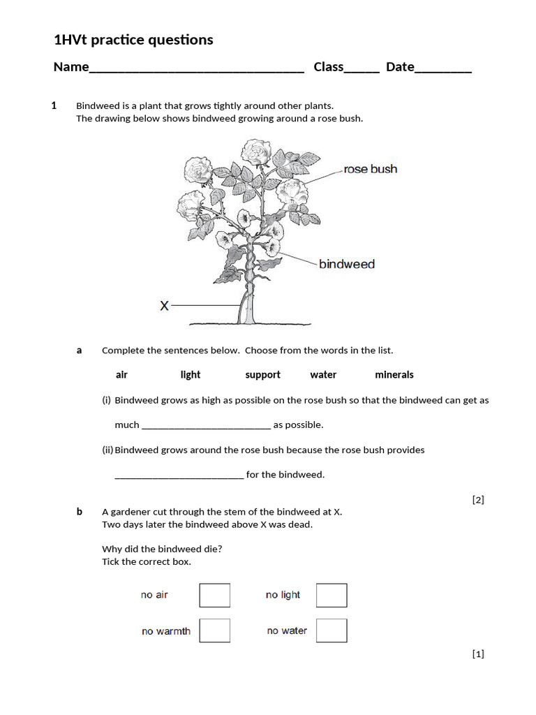 Plant Growth Investigation Questions | PDF | Plants | Root