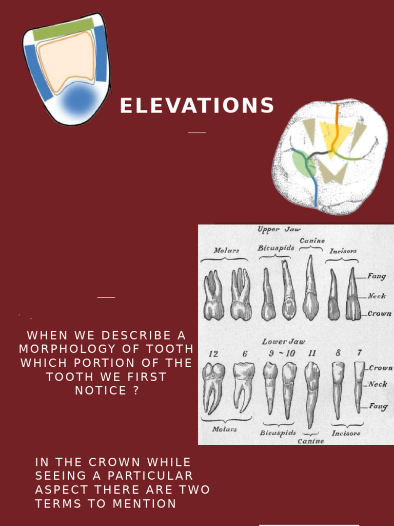 elevations-pdf-dentistry-mouth