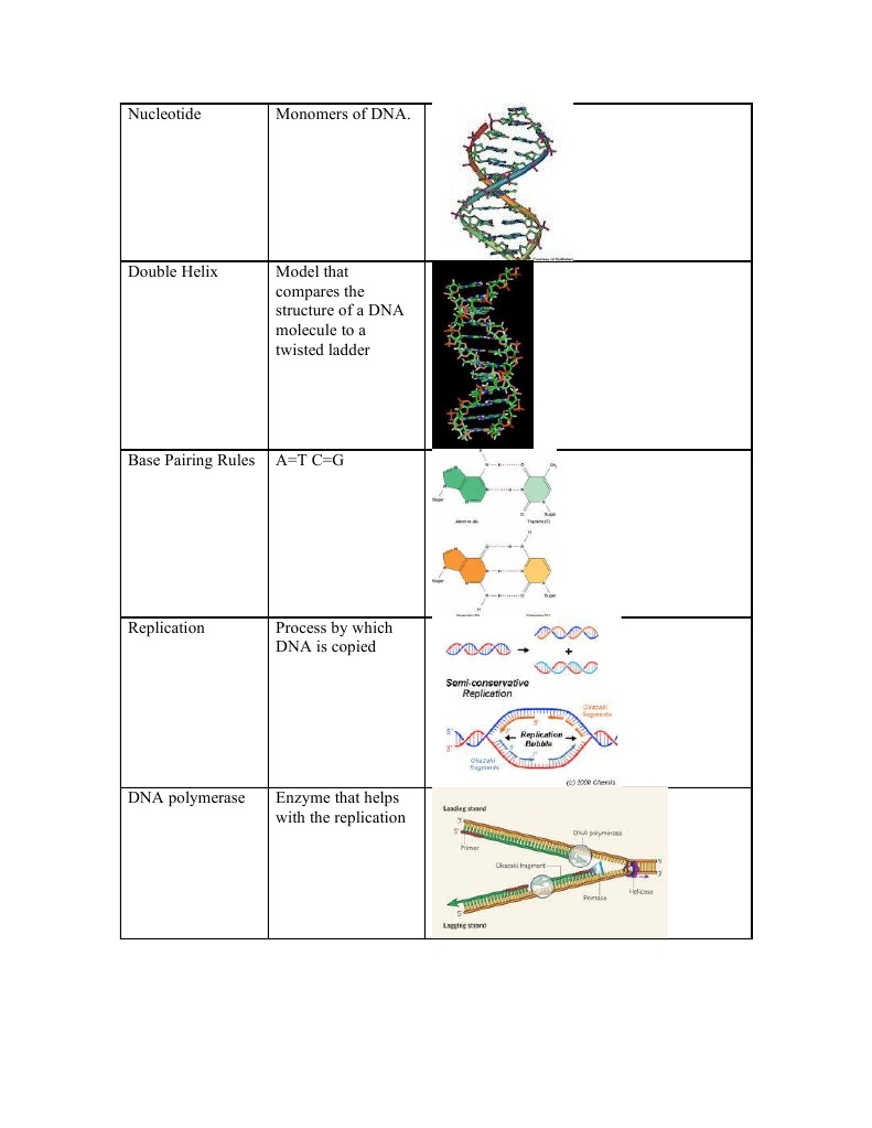 DNA Structure and Genetic Processes | PDF | Science & Mathematics