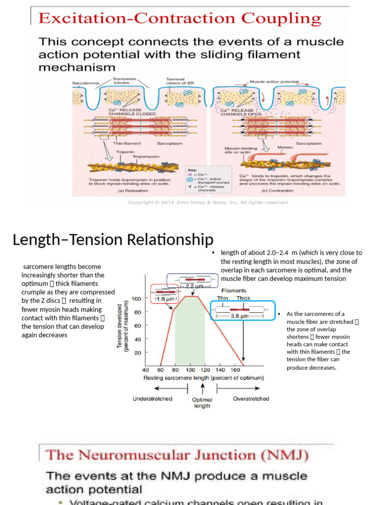 Exercise Physio | PDF | Cellular Respiration | Skeletal Muscle