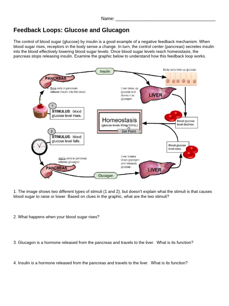 Blood Sugar Regulation: Insulin & Glucagon | PDF
