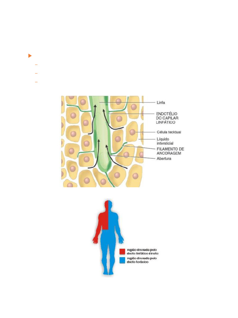 Aula 2 - Sistema Vascular Linfático | PDF