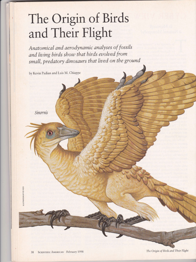 Padian & Chiappe 1998, The Origin of Birds and Their Flight | PDF ...