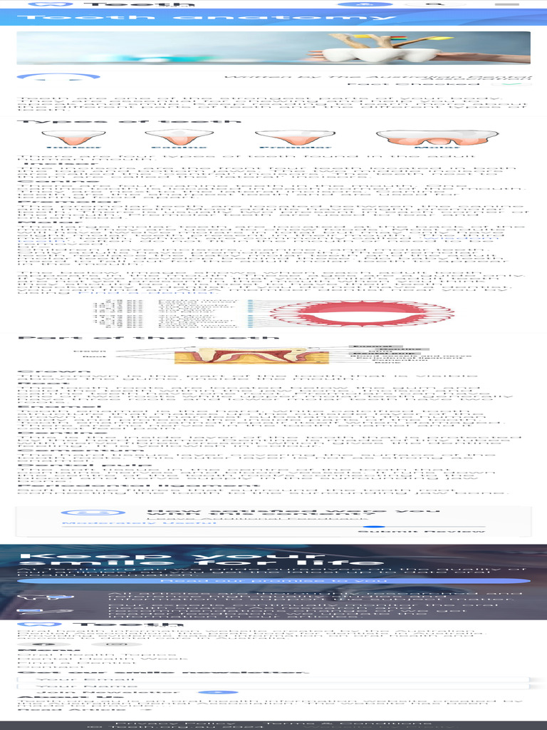 The Different Types of Teeth Teeth - Org.au | PDF | Tooth | Dental Anatomy