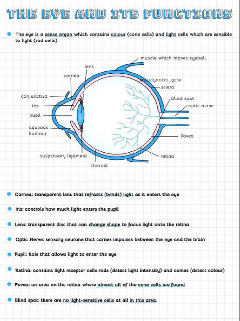 The Eye and It's Functions | PDF