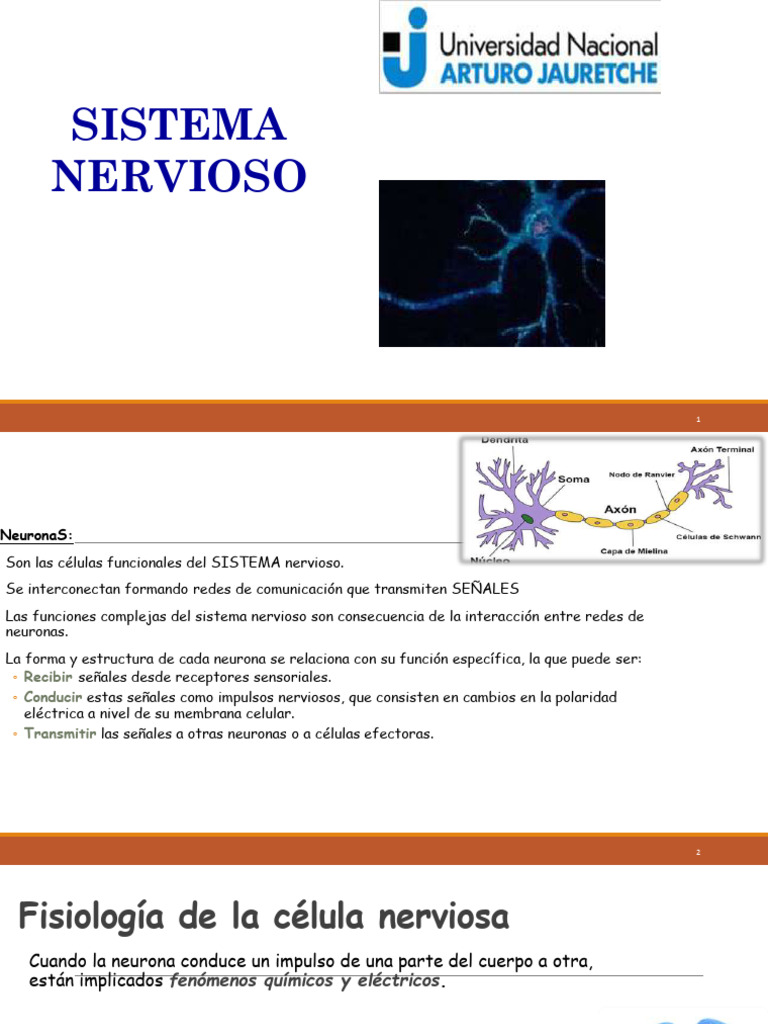 Funciones y Neurotransmisores del Sistema Nervioso | PDF | Sinapsis ...