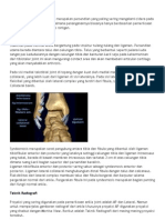 Ankle Joint