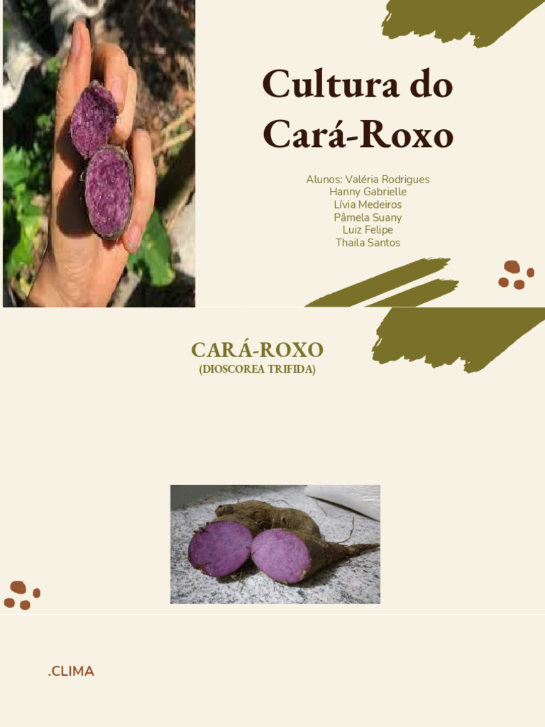 Cultura e Benefícios do Cará-Roxo | PDF | Batata | Arado