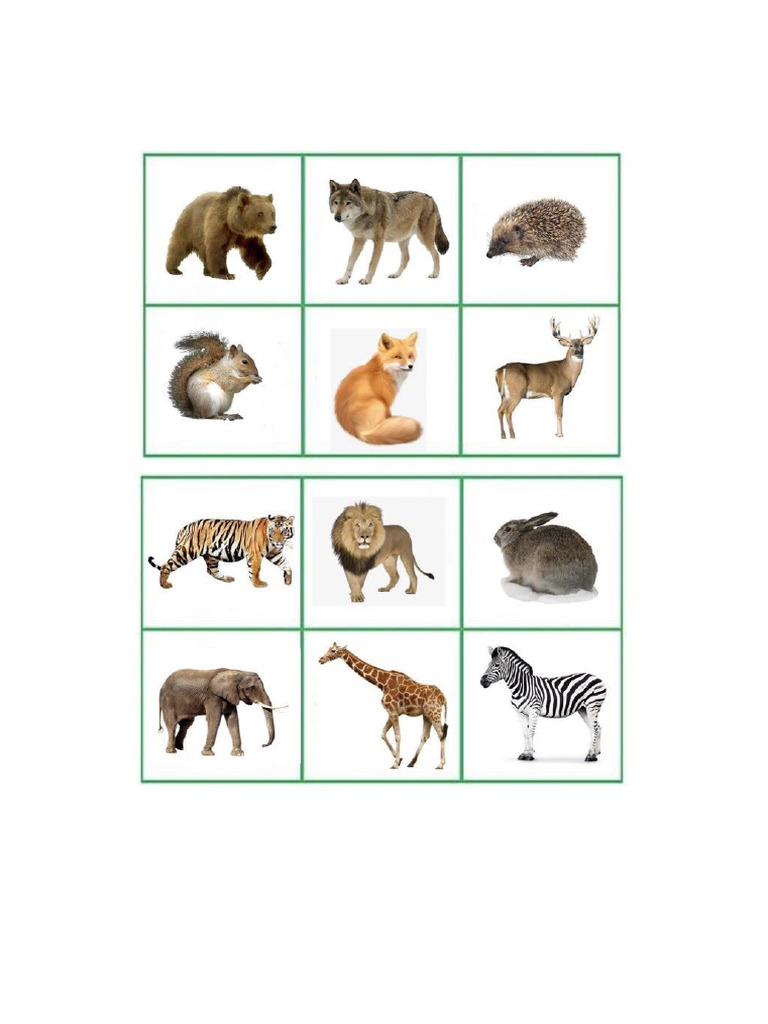 Animal | PDF