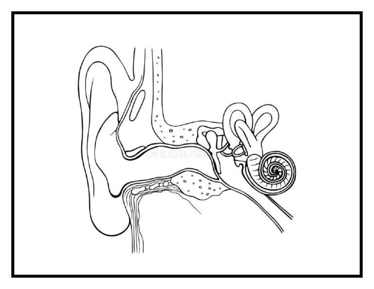 Human Ear | PDF