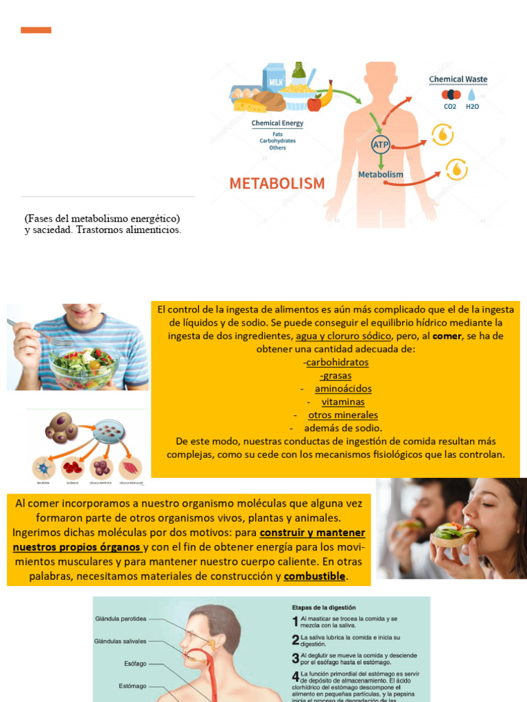 Metabolismo y Control de la Ingesta Alimentaria | PDF | Obesidad ...
